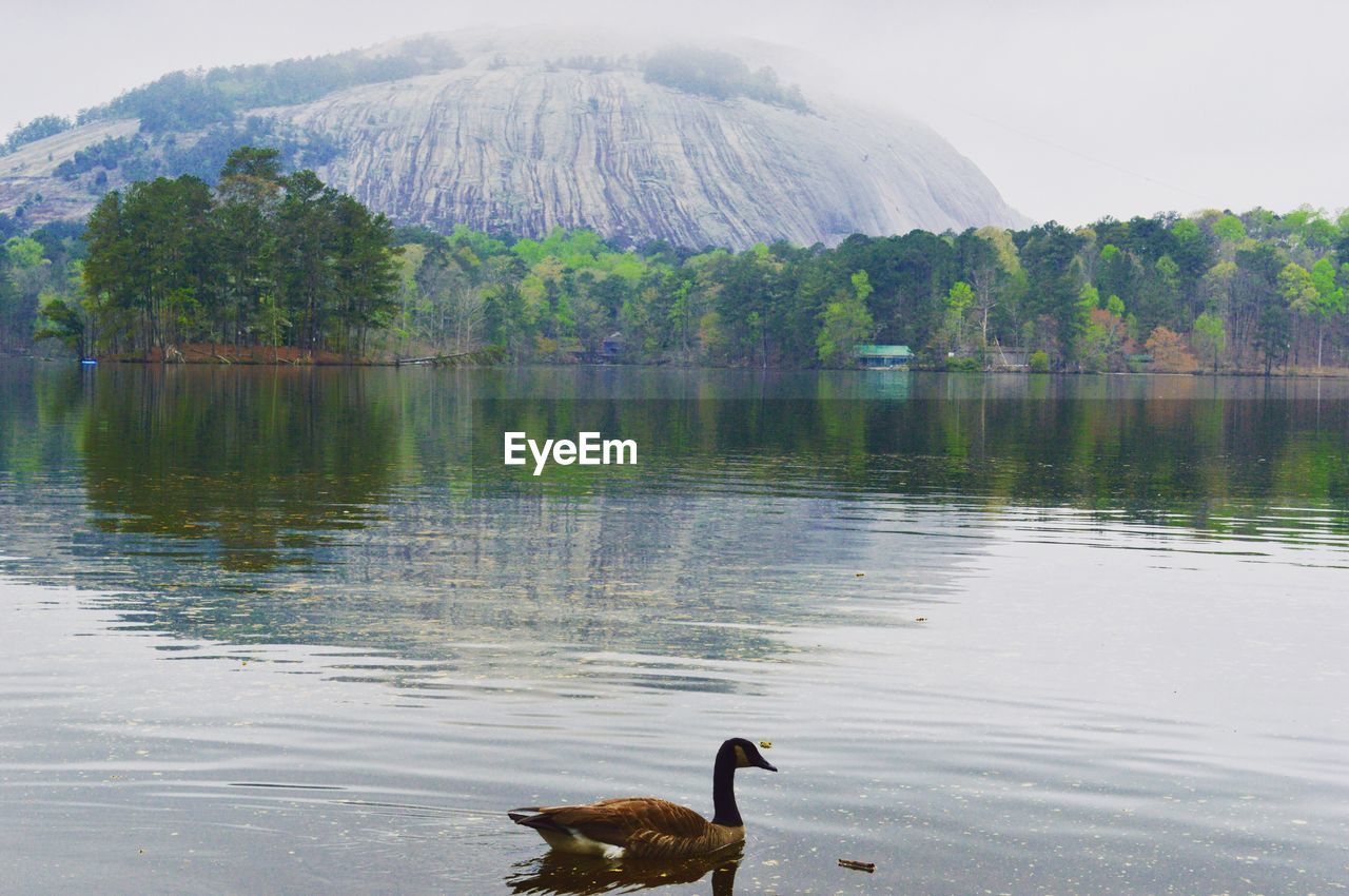 SWANS SWIMMING ON LAKE AGAINST SKY