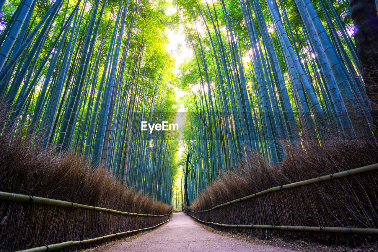 Bamboo forest grove, arashiyama, kyoto, japan
