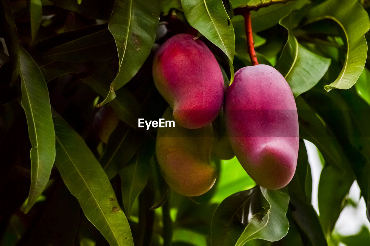Close-up of mango fruit growing on tree