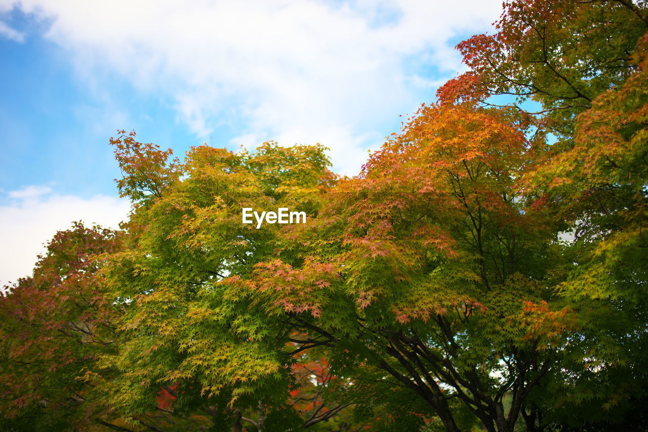 tree, plant, leaf, sky, beauty in nature, autumn, nature, low angle view, cloud, sunlight, growth, no people, tranquility, plant part, scenics - nature, green, outdoors, environment, forest, day, land, orange color, landscape, tranquil scene, flower, idyllic, non-urban scene