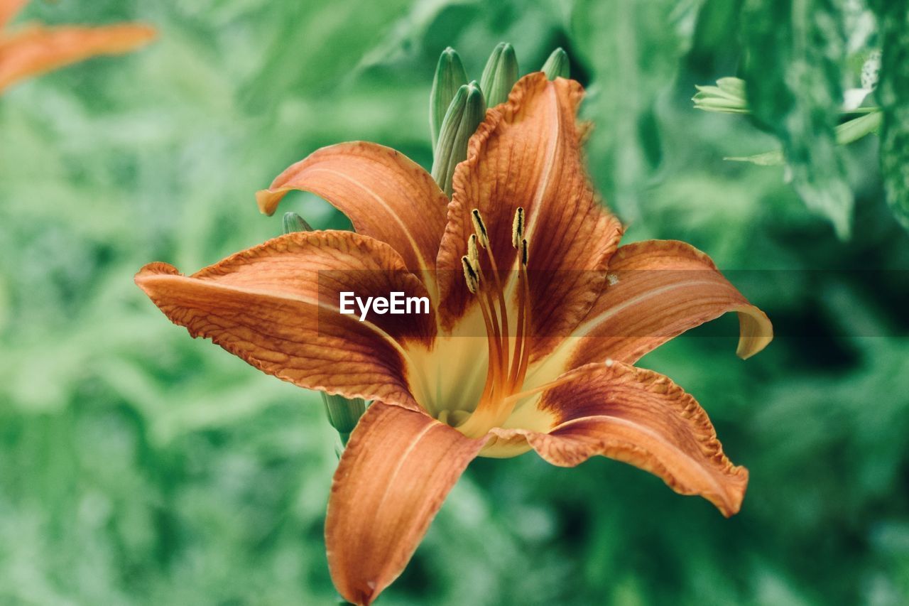 flower, plant, lily, flowering plant, beauty in nature, nature, freshness, close-up, daylily, fragility, macro photography, growth, petal, leaf, flower head, inflorescence, no people, botany, orange color, outdoors, pollen, focus on foreground, plant stem, springtime