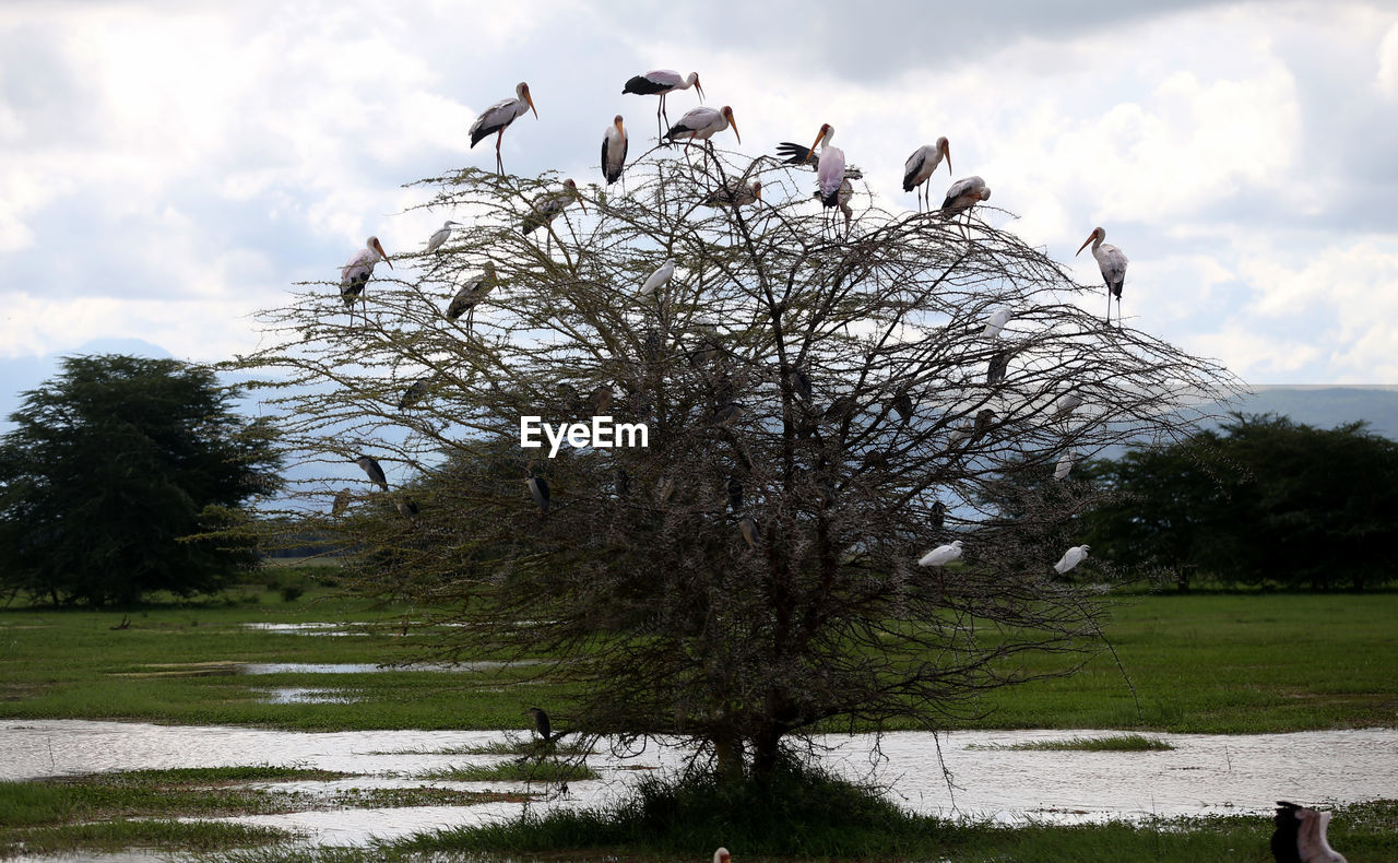 VIEW OF A BIRD ON LAND AGAINST SKY