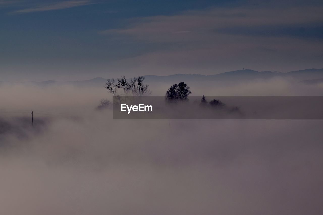 Scenic view of tree in fog against sky during sunset