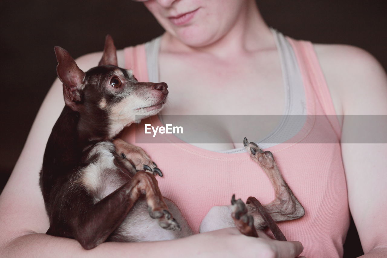 Midsection of woman holding chihuahua