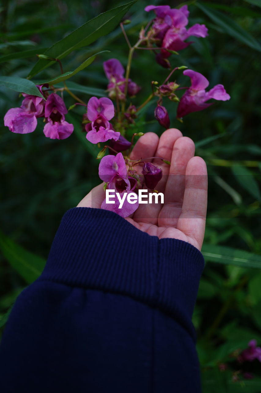 close-up of hand holding flowers