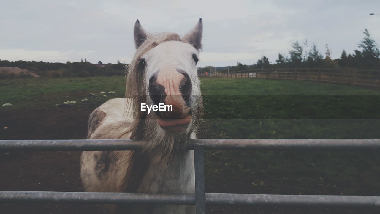 PORTRAIT OF HORSE IN FARM