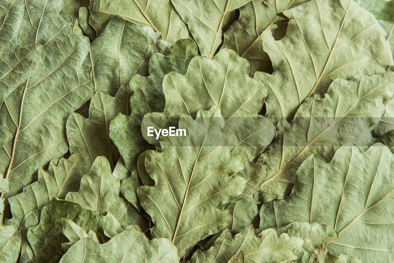 Dry pale green oak leaves from a bath broom. background image
