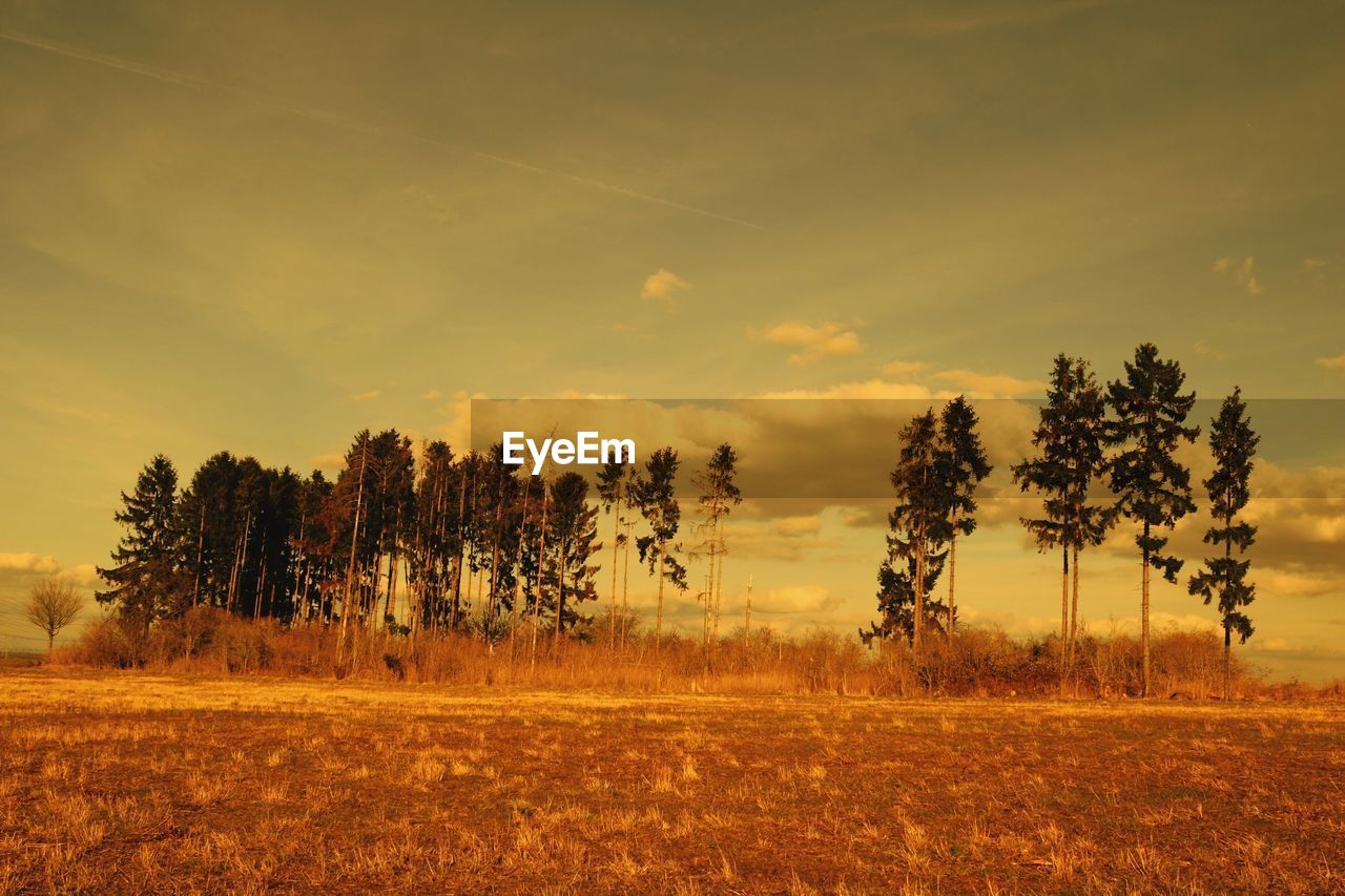 TREES GROWING ON FIELD AGAINST SKY