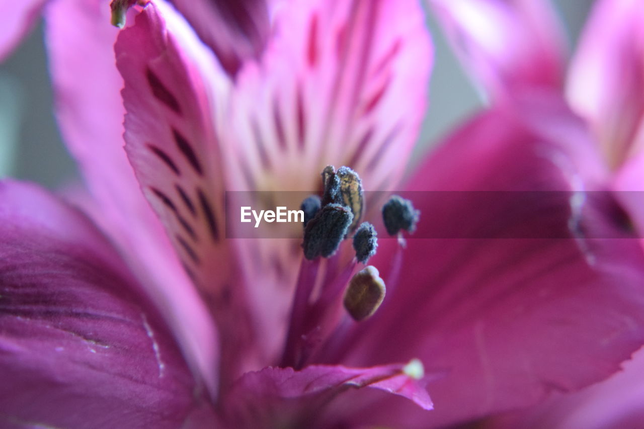 Close-up of purple flowering plant