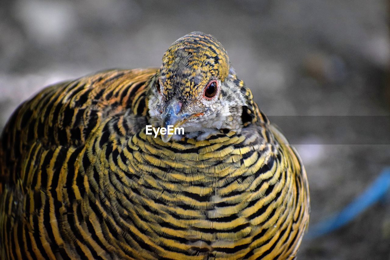 Close-up of a bird