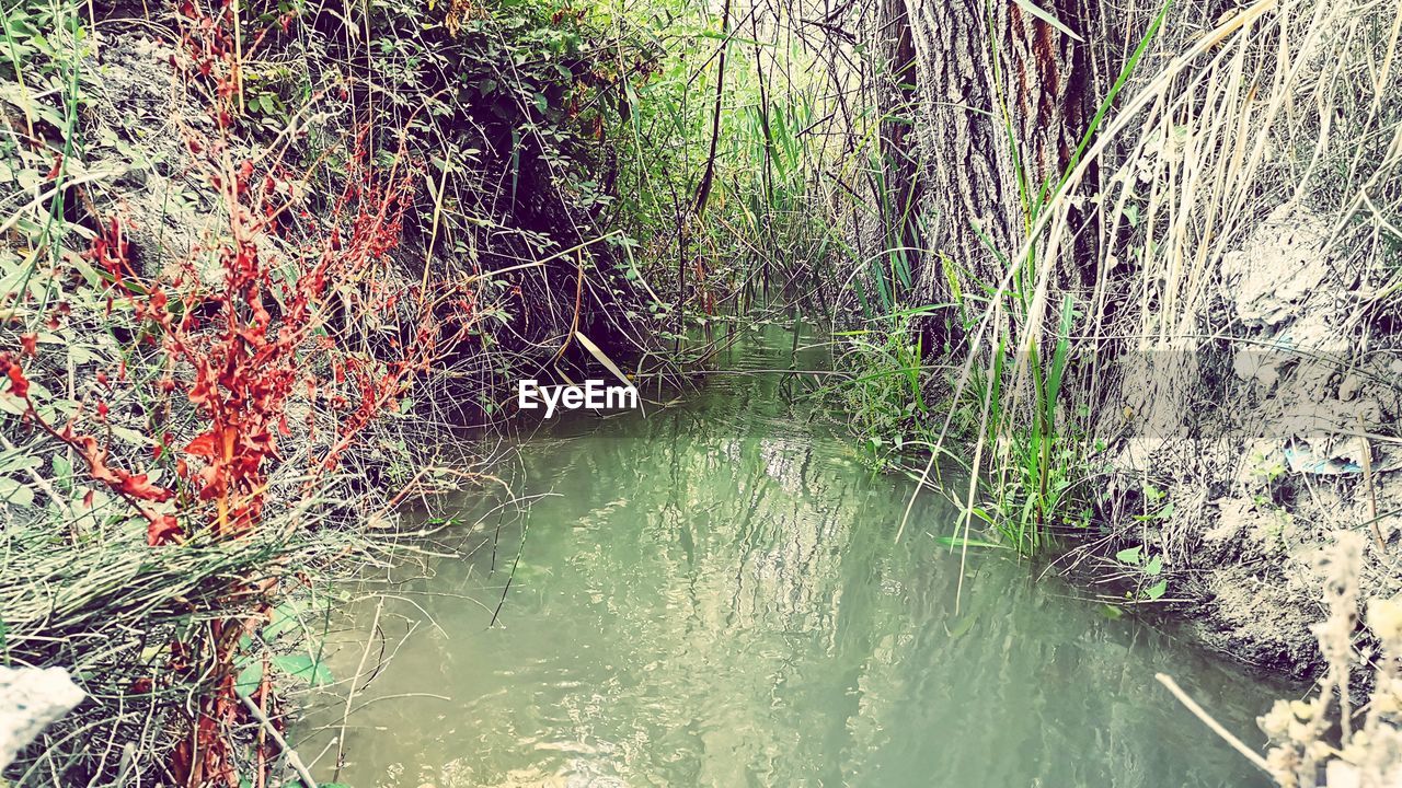 PLANTS GROWING IN RIVER