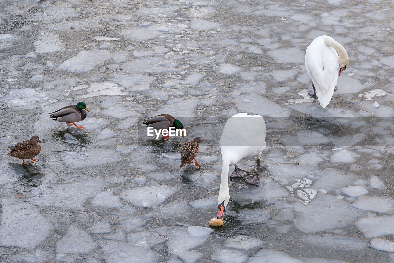 Swans and ducks on frozen lake