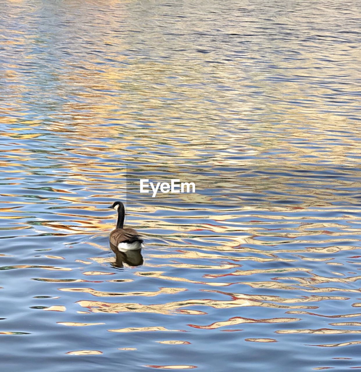 SWANS SWIMMING IN LAKE