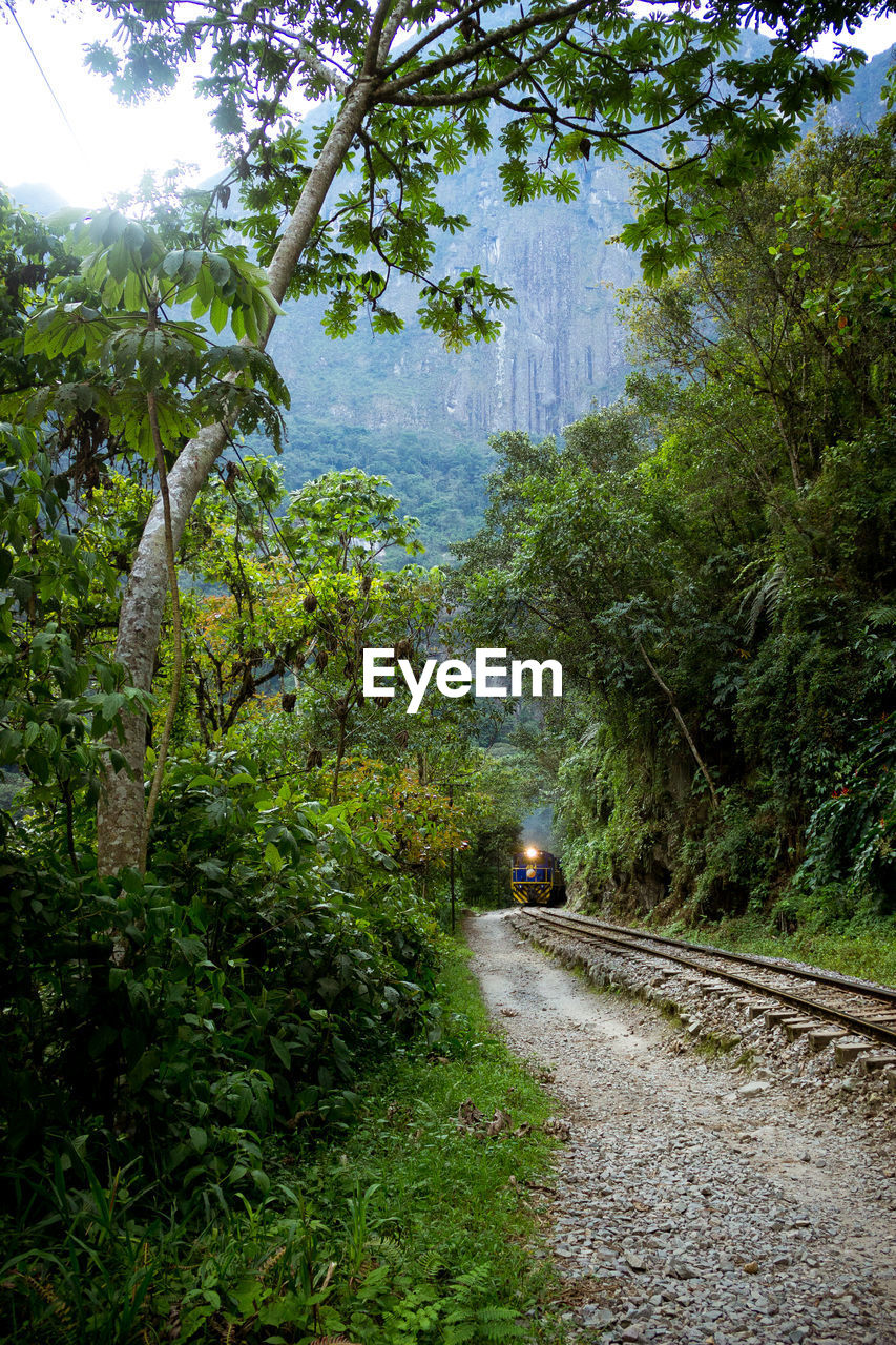 ROAD AMIDST TREES AND PLANTS GROWING IN FOREST