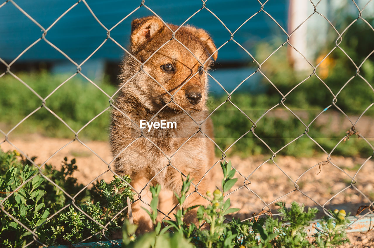 A lonely puppy looks through the metal fence of the shelter