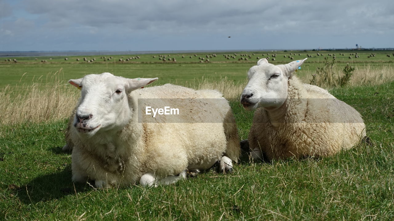  two sheeps laying  down in a grass field