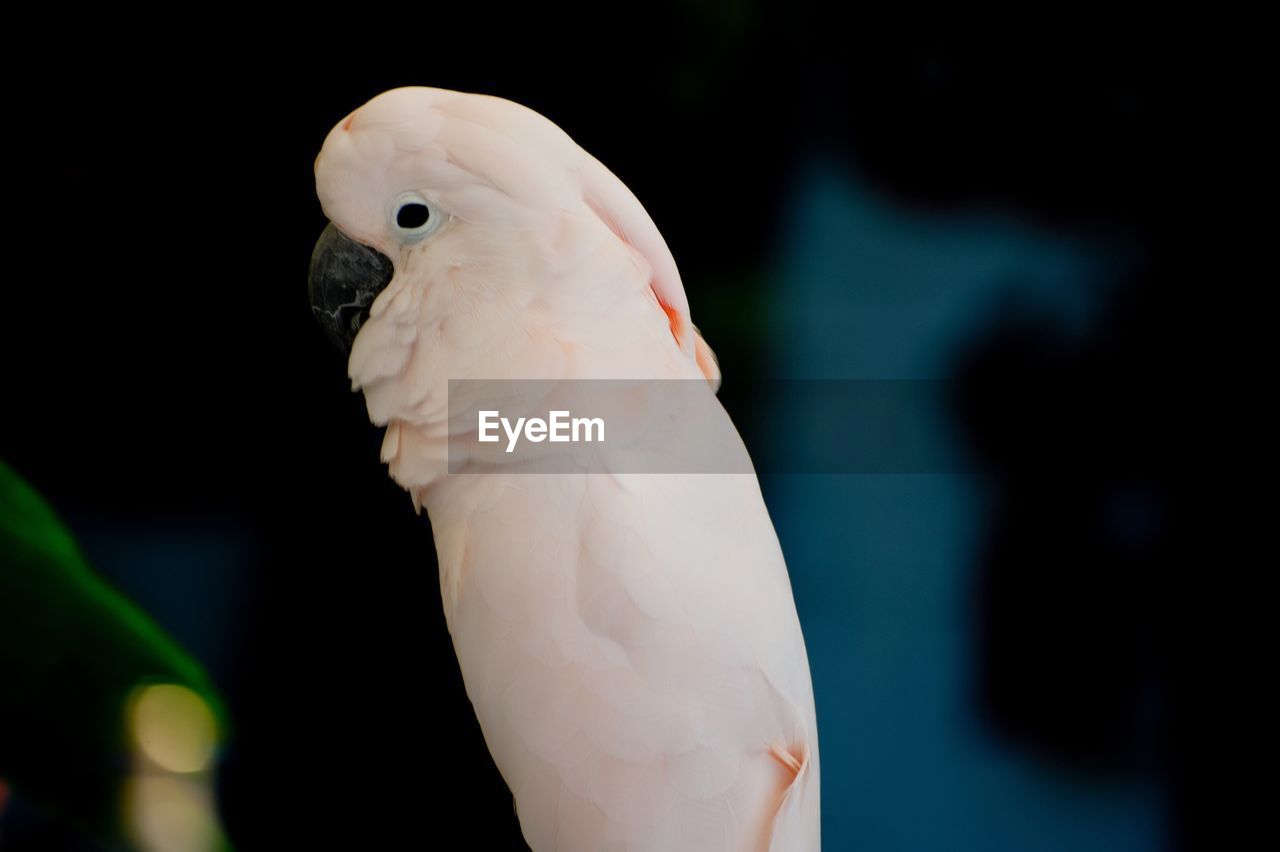 Close-up of cockatoo