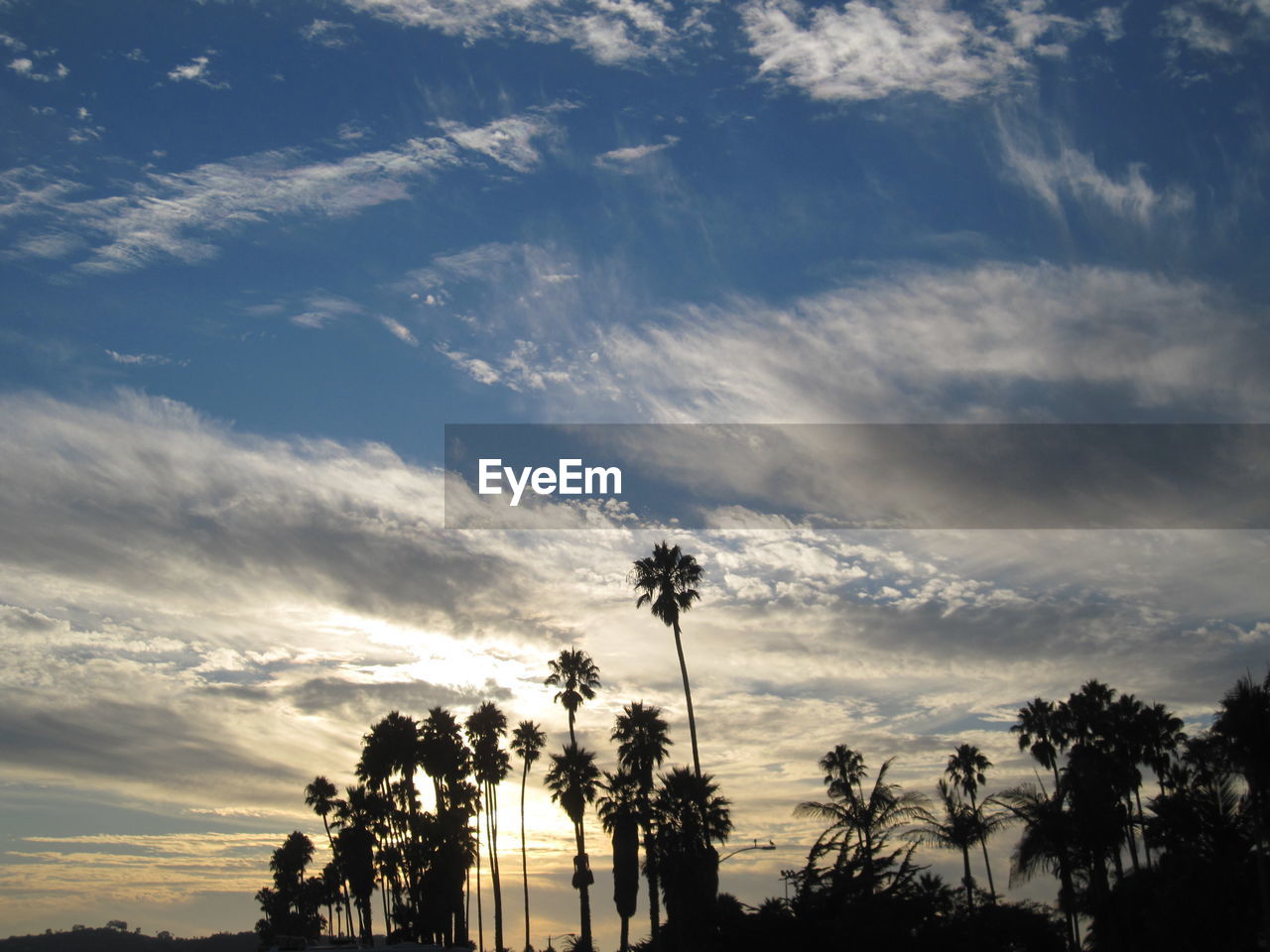 Silhouette of palm trees at sunset