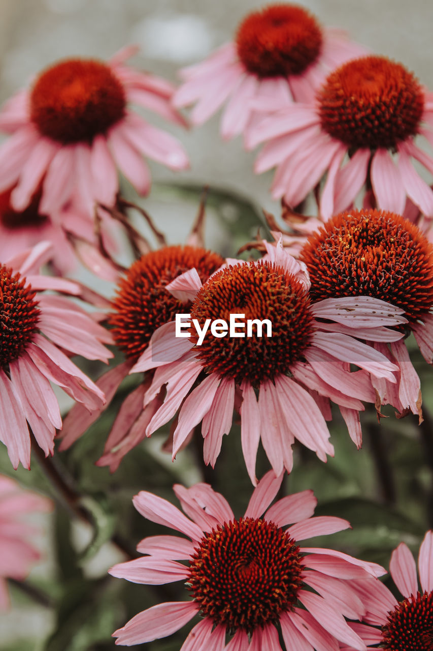 Close-up of pink flowering plants on field