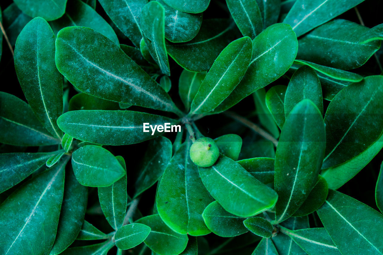 CLOSE-UP OF GREEN LEAVES