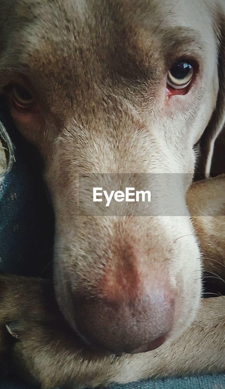 CLOSE-UP PORTRAIT OF TWO PIG