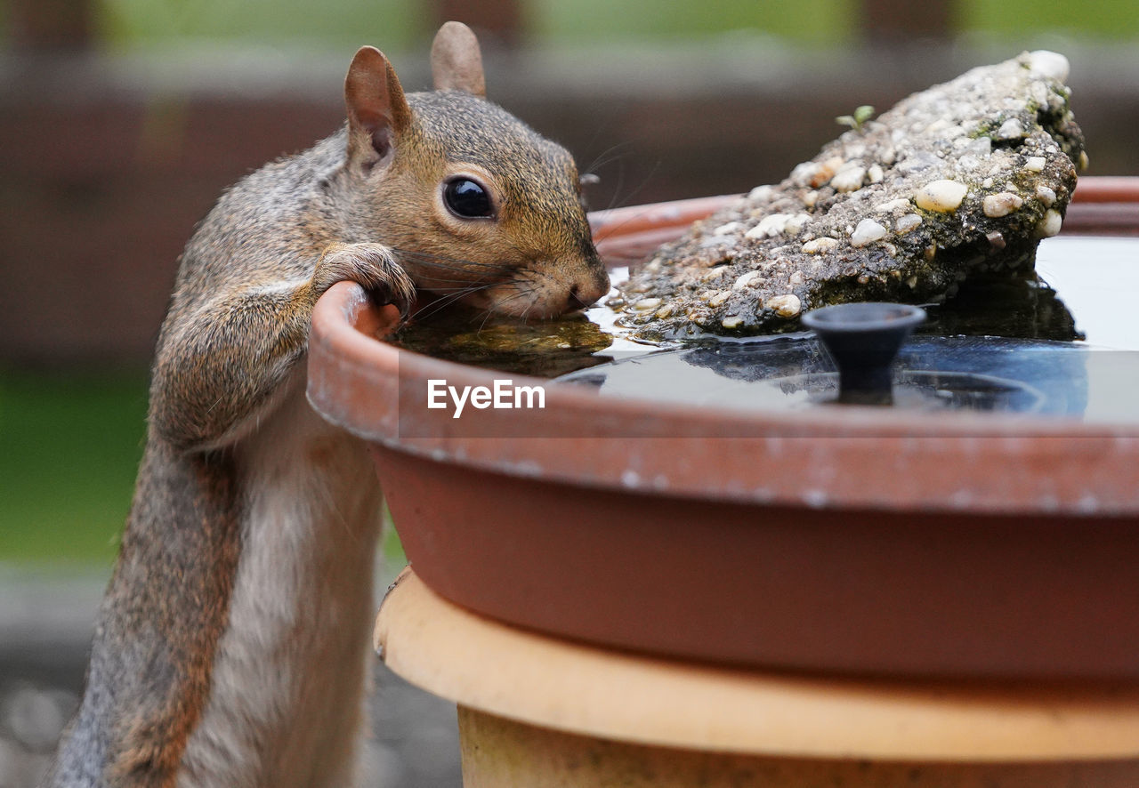 Squirrel stands up for a drink at the bird bath