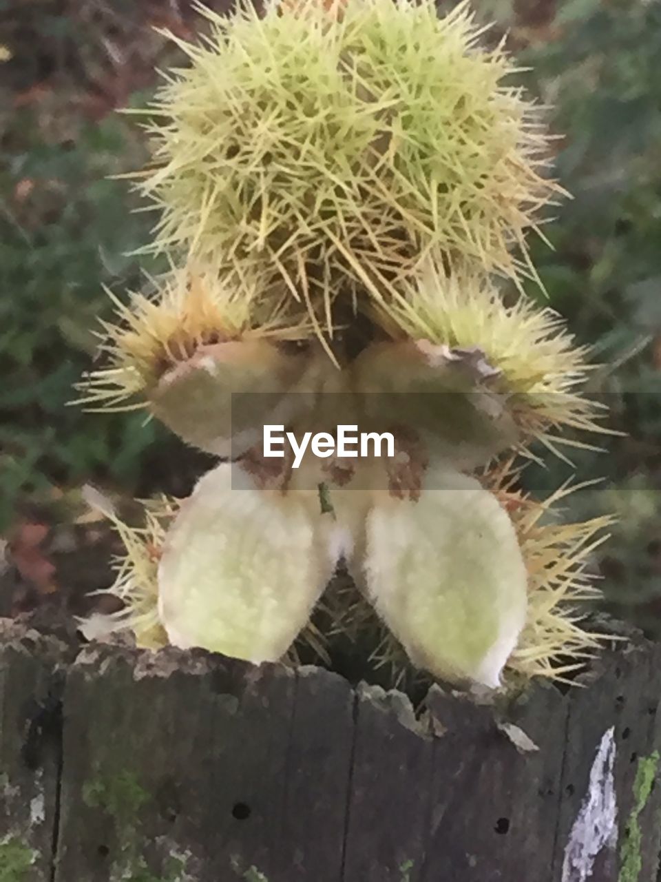 CLOSE-UP OF CACTUS GROWING ON PLANT
