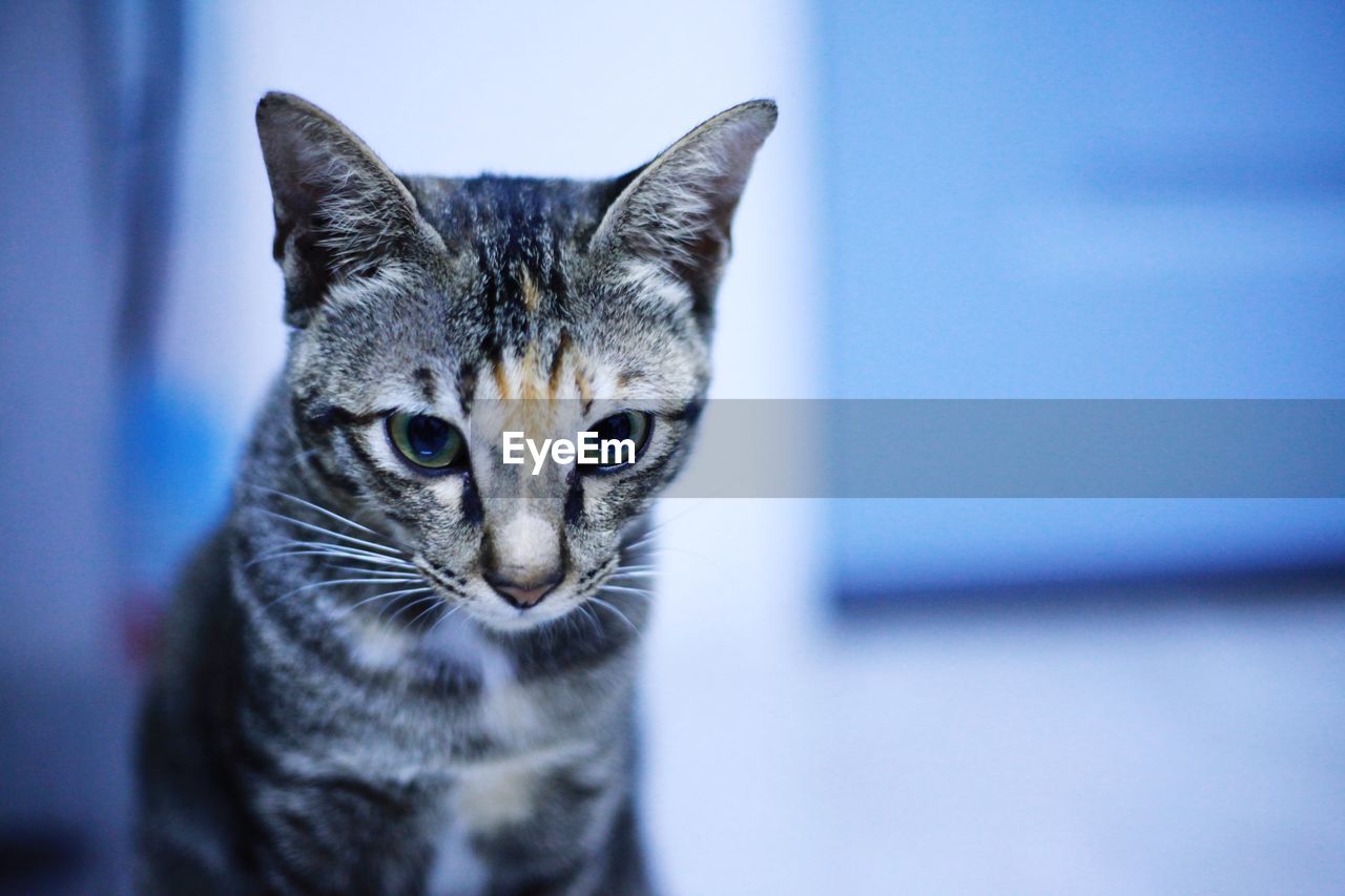 Close-up portrait of a cat