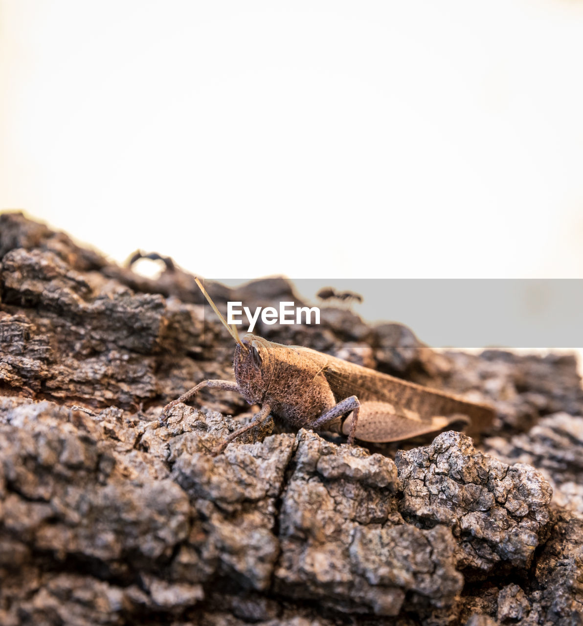 Close-up of insect on rock against white background