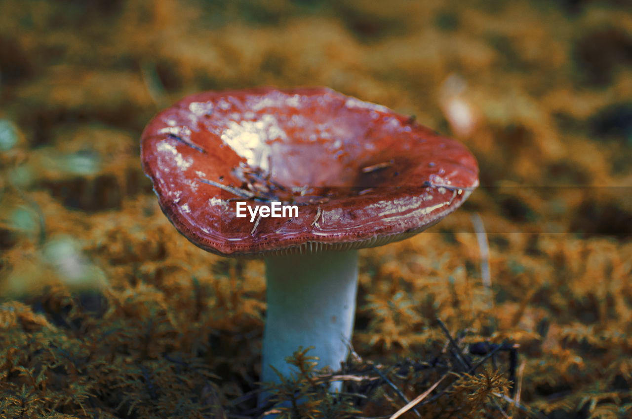 A russula mushroom growing on forest floor.