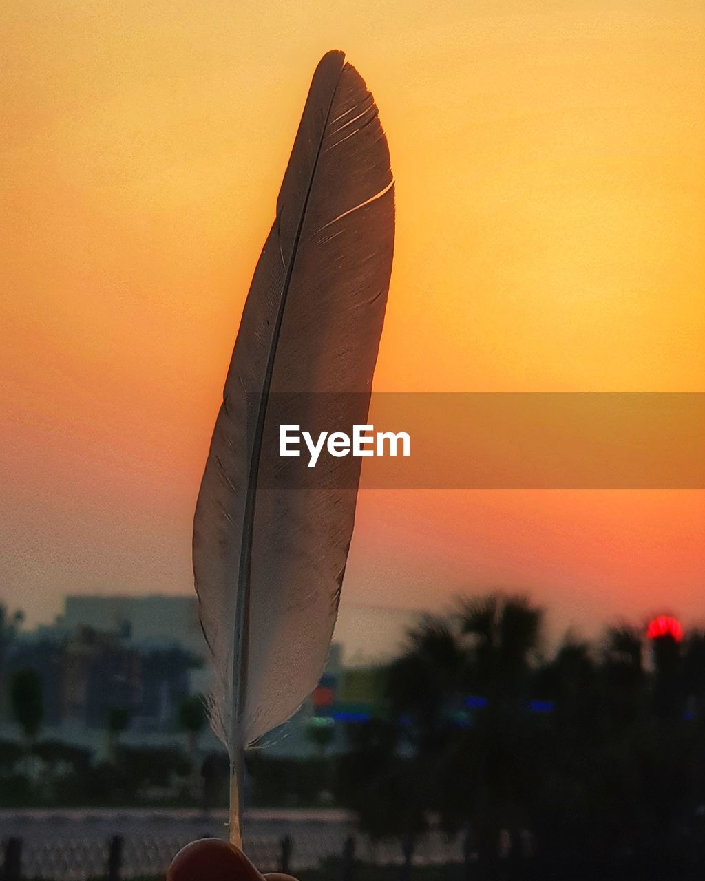 CLOSE-UP OF FEATHER ON SILHOUETTE PLANT AGAINST SKY DURING SUNSET