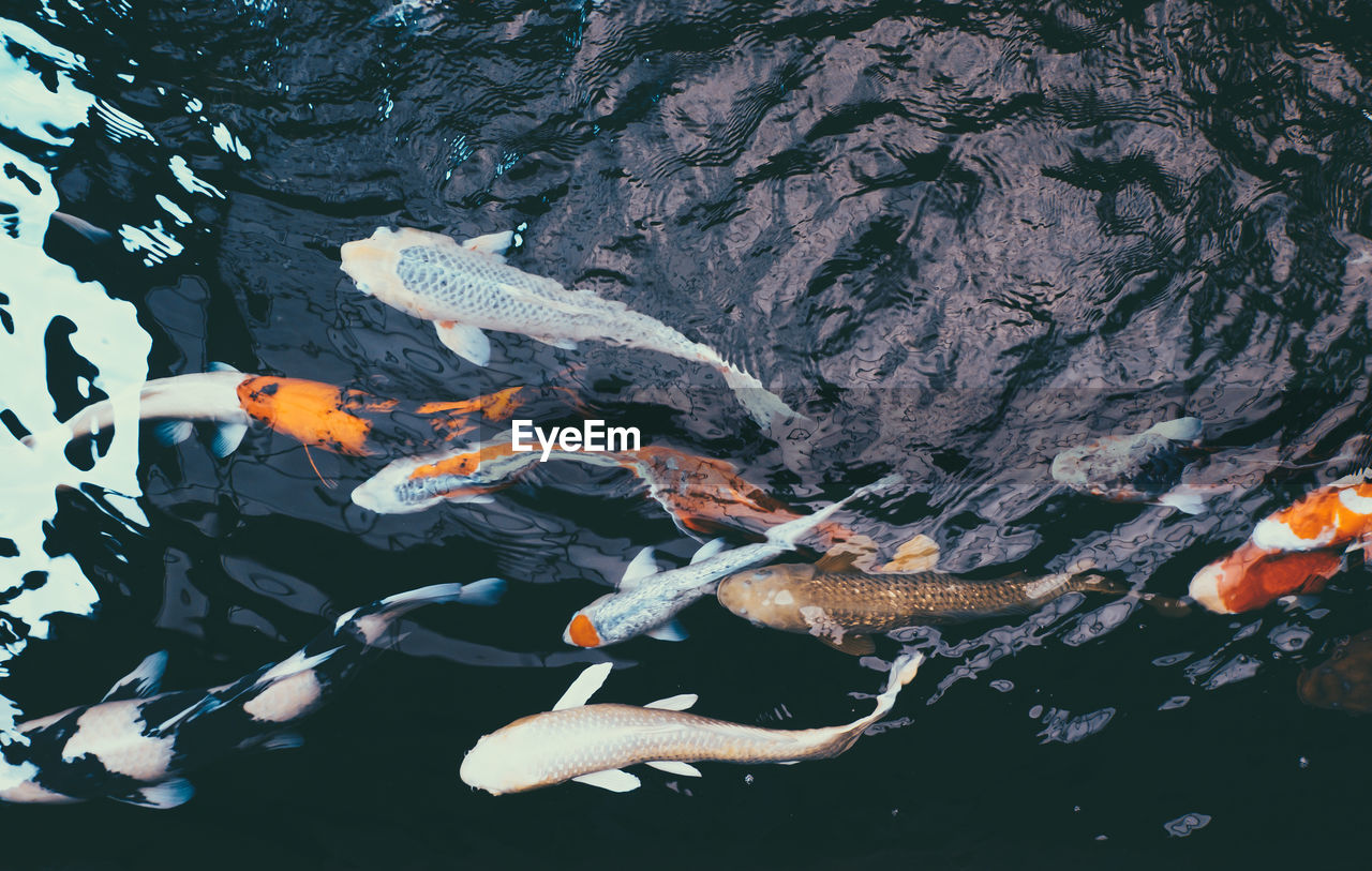 Fish swimming in sea