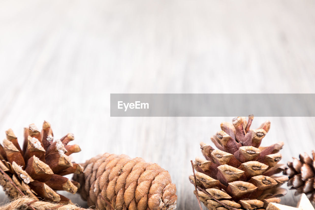 CLOSE-UP OF PINE CONES