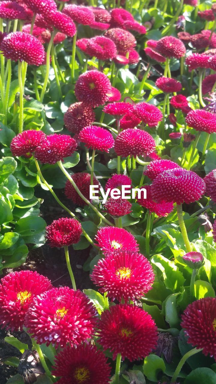 CLOSE-UP OF RED FLOWERS