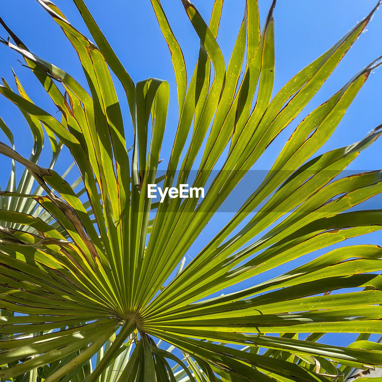A group of palm trees next to a tree on the cloudless sky.