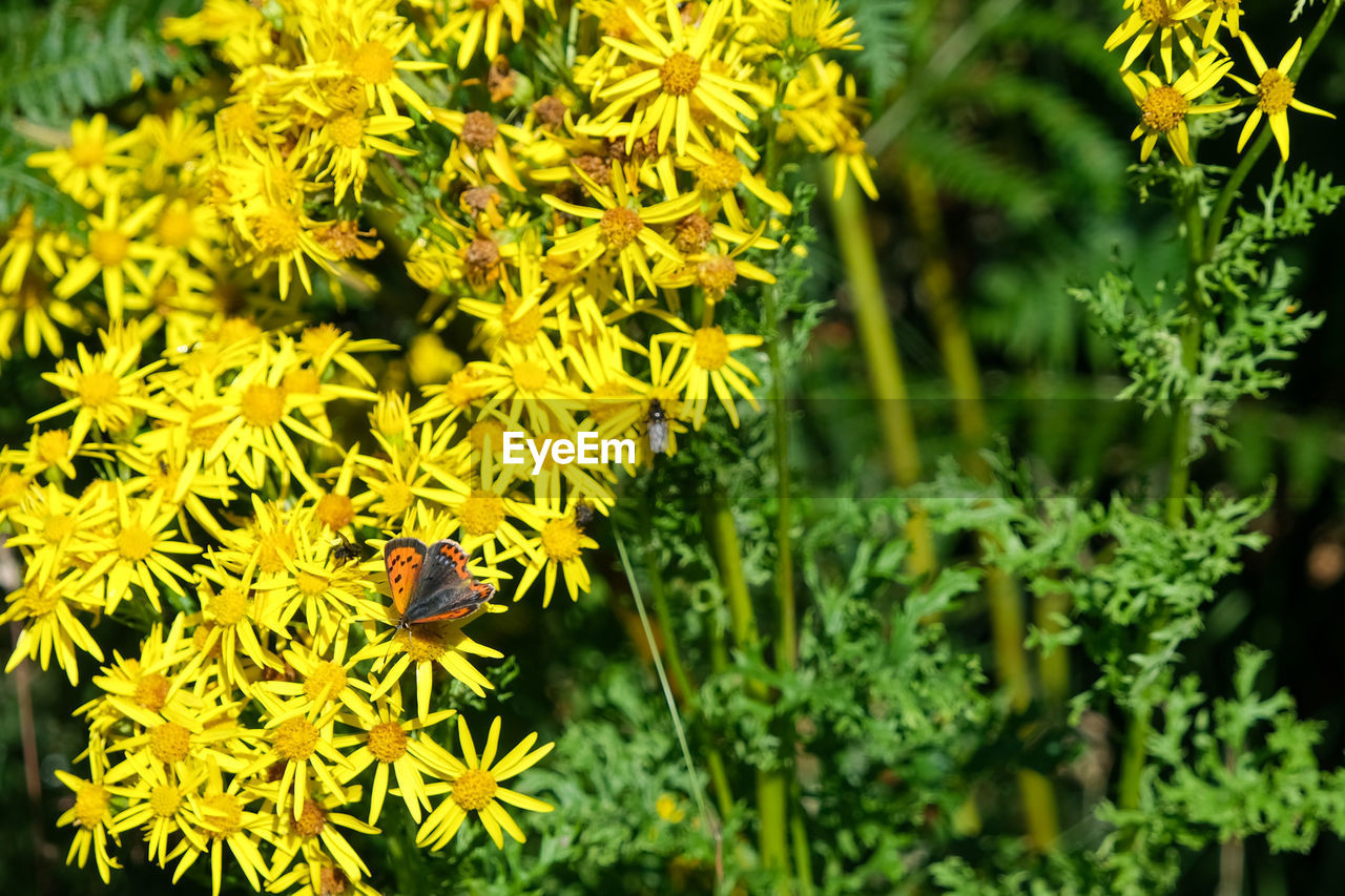 CLOSE-UP OF BEE POLLINATING ON YELLOW FLOWER