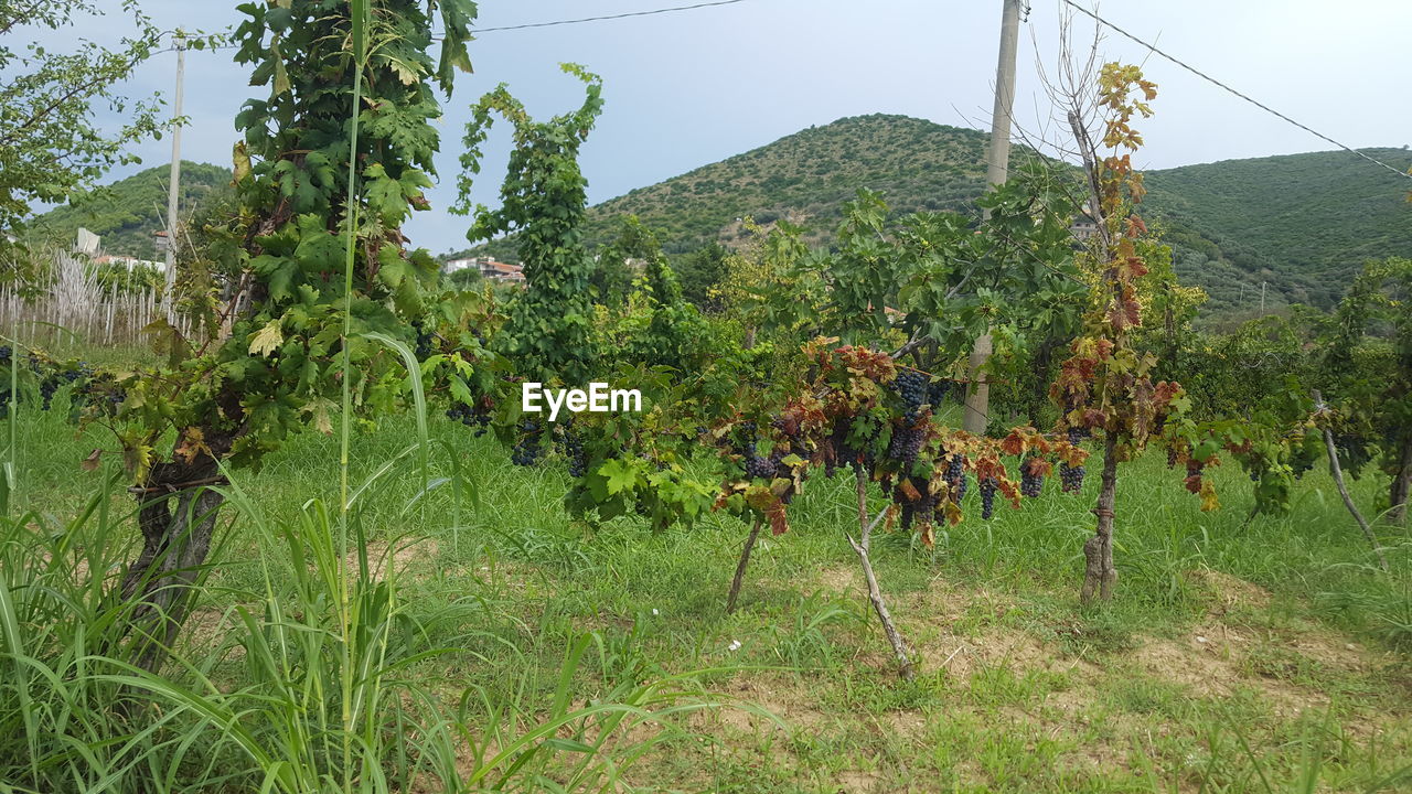 PLANTS GROWING ON LAND