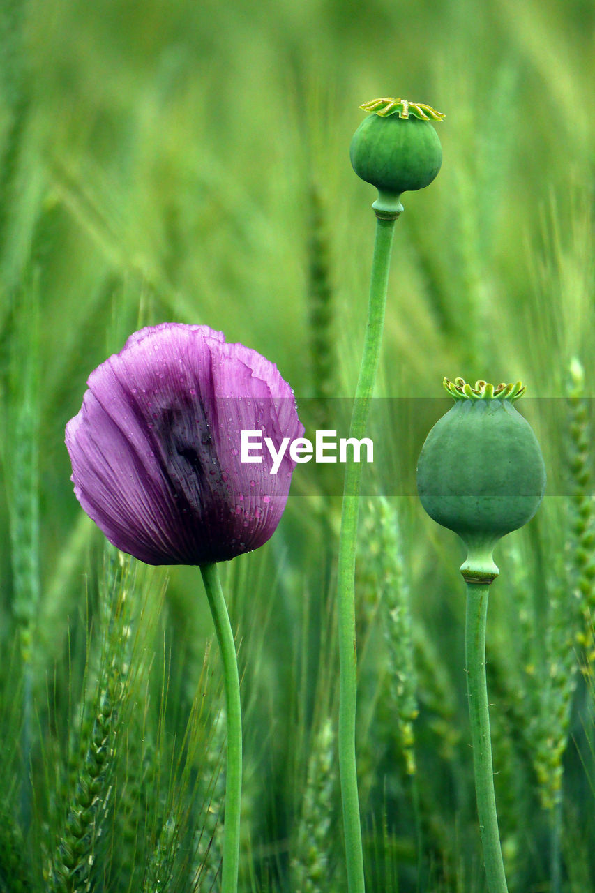 Close-up of purple flowering plant on field