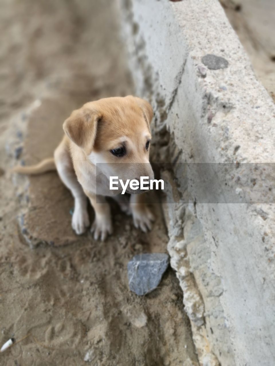 CLOSE-UP OF DOG ON SANDY BEACH