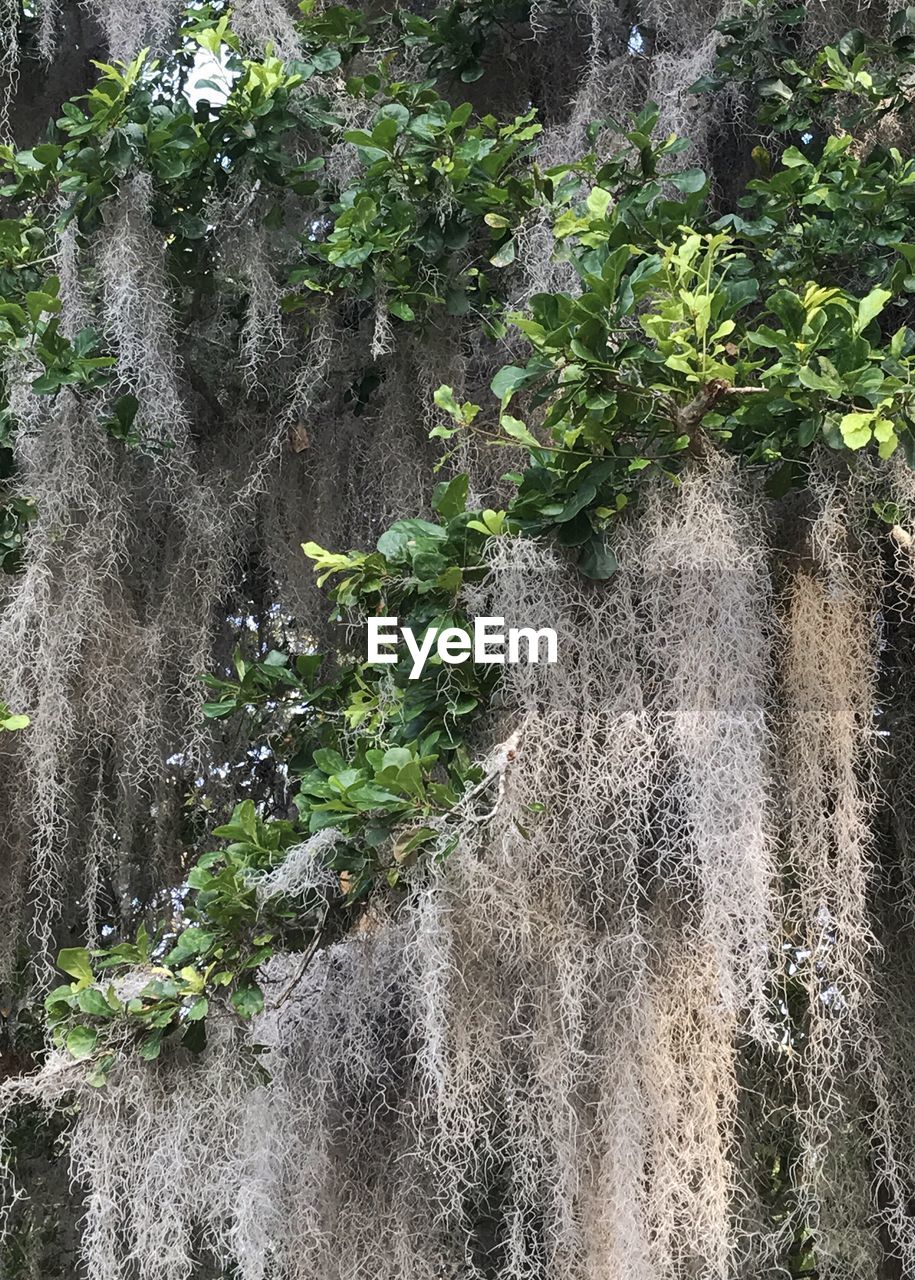 CLOSE-UP OF PLANTS GROWING ON ROCK