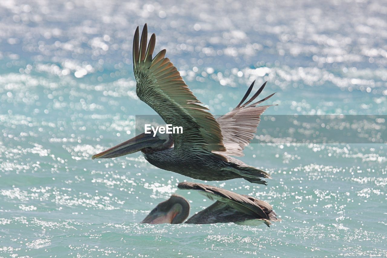 Close-up of bird flying over sea