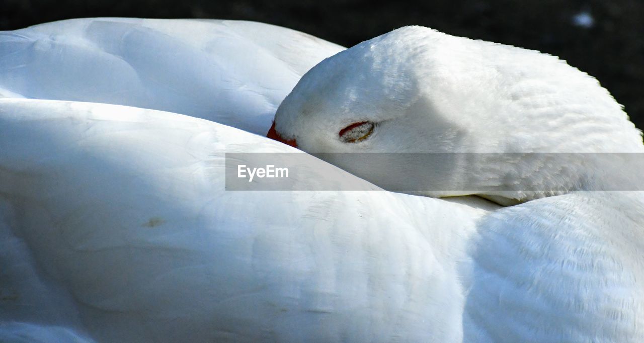 Close-up of goose