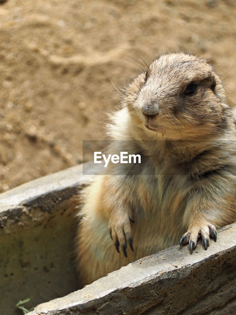 Close-up of an animal sitting on field