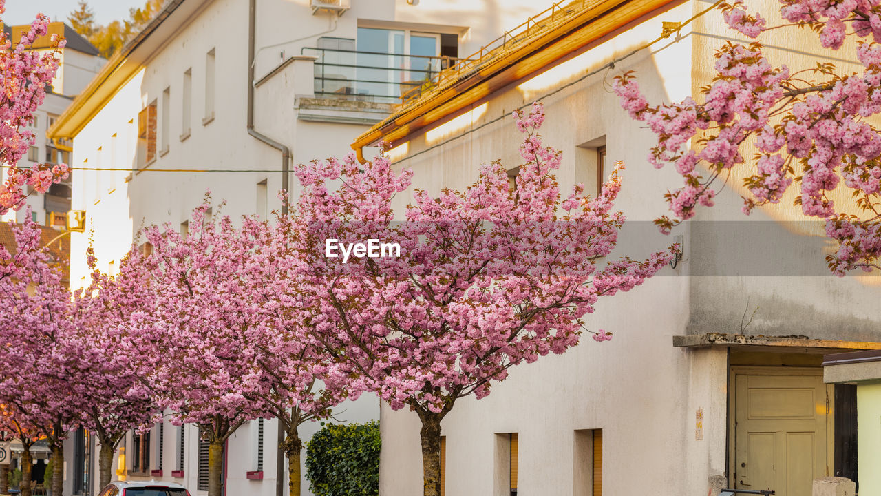 plant, flower, architecture, flowering plant, building exterior, tree, built structure, springtime, pink, blossom, nature, building, beauty in nature, freshness, spring, growth, fragility, city, cherry blossom, house, outdoors, day, residential district, no people, cherry tree, pastel colored