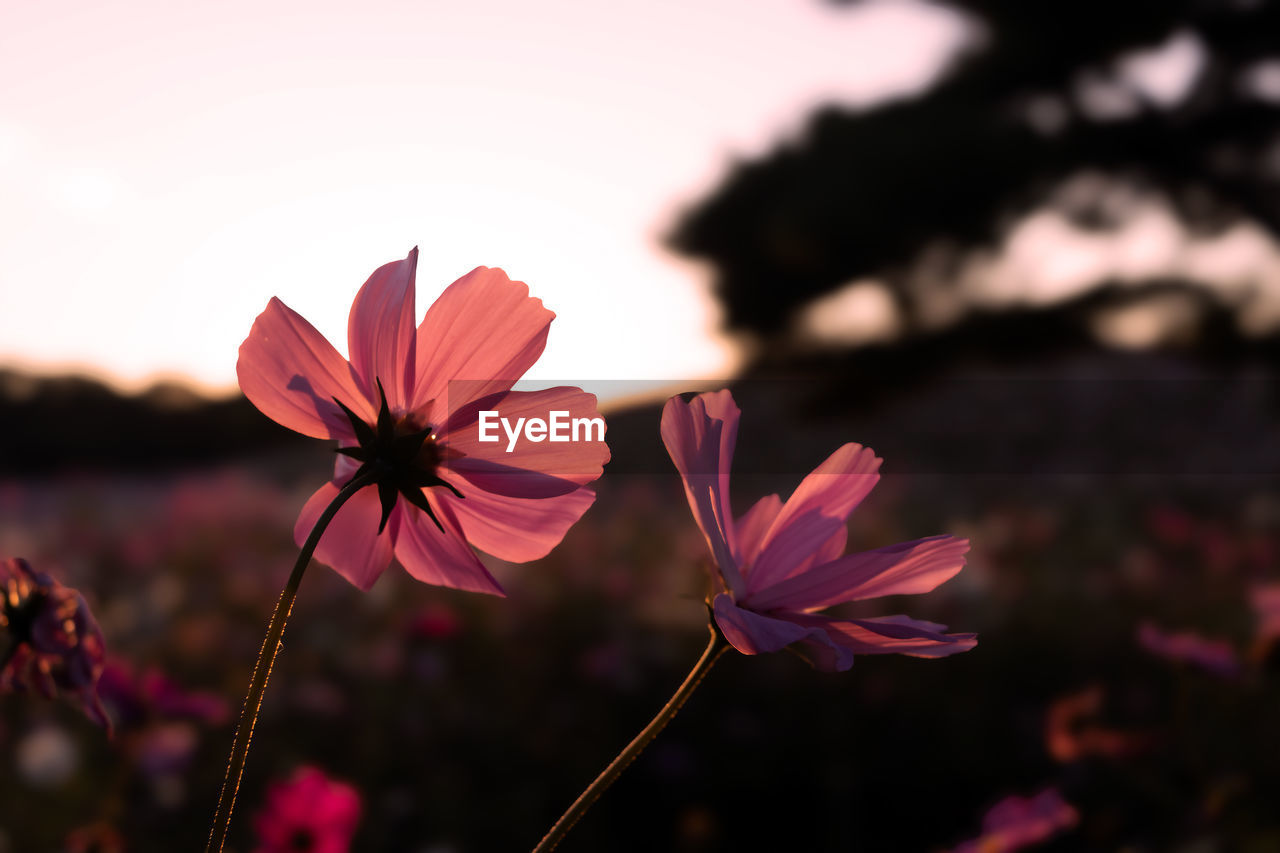 Close-up of pink cosmos flower in the garden in the evening