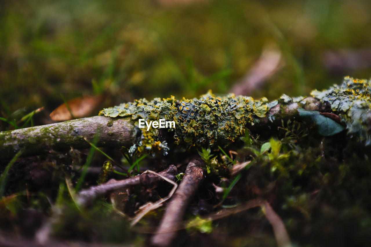 Animal Themes Beauty In Nature Branch Close-up Day Fly Agaric Forest Forest Floor Forestwalk Fragility Freshness Fungus Grass Green Color Growth Lichen Moss Mossy Stone Mossy Twig Mushroom Nature No People Outdoors Plant Selective Focus Toadstool Twig