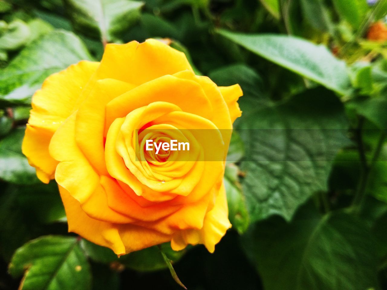 CLOSE-UP OF FRESH YELLOW ROSE BLOOMING IN GARDEN