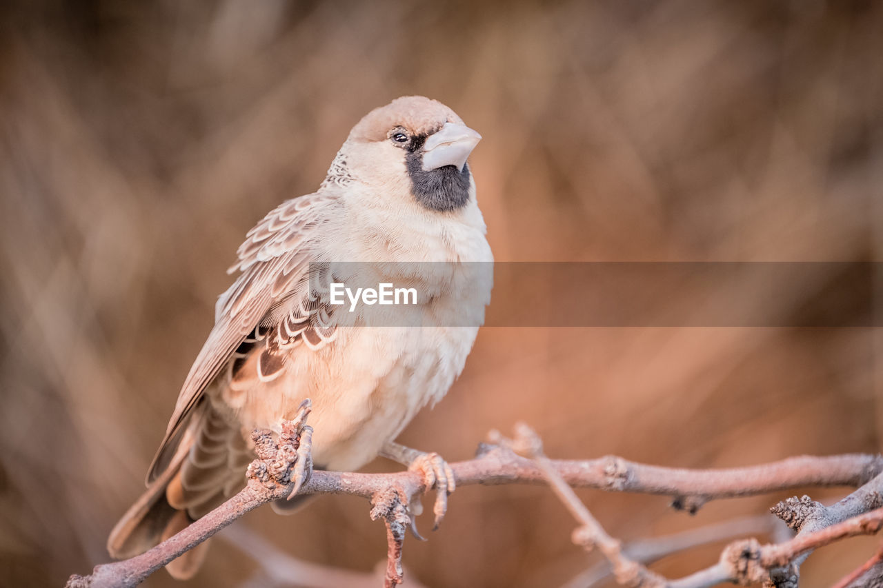 CLOSE-UP OF BIRD PERCHING ON TWIG