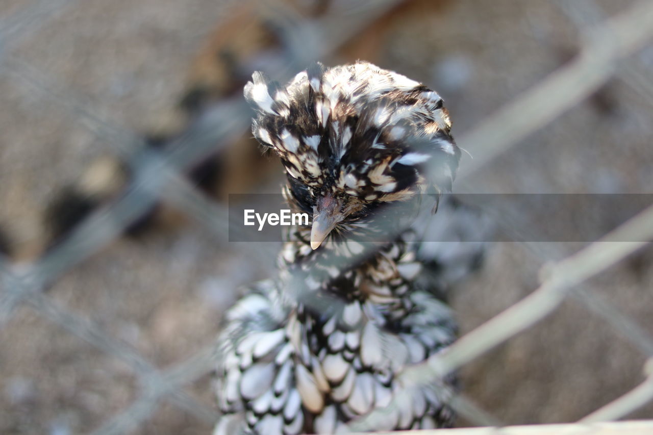 Close-up of a bird