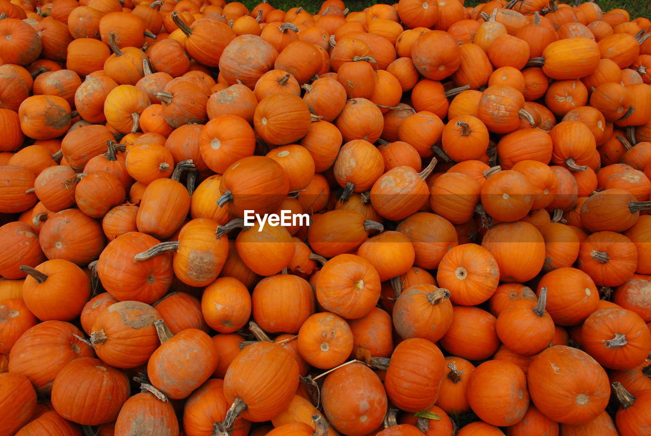 Full frame shot of pumpkins